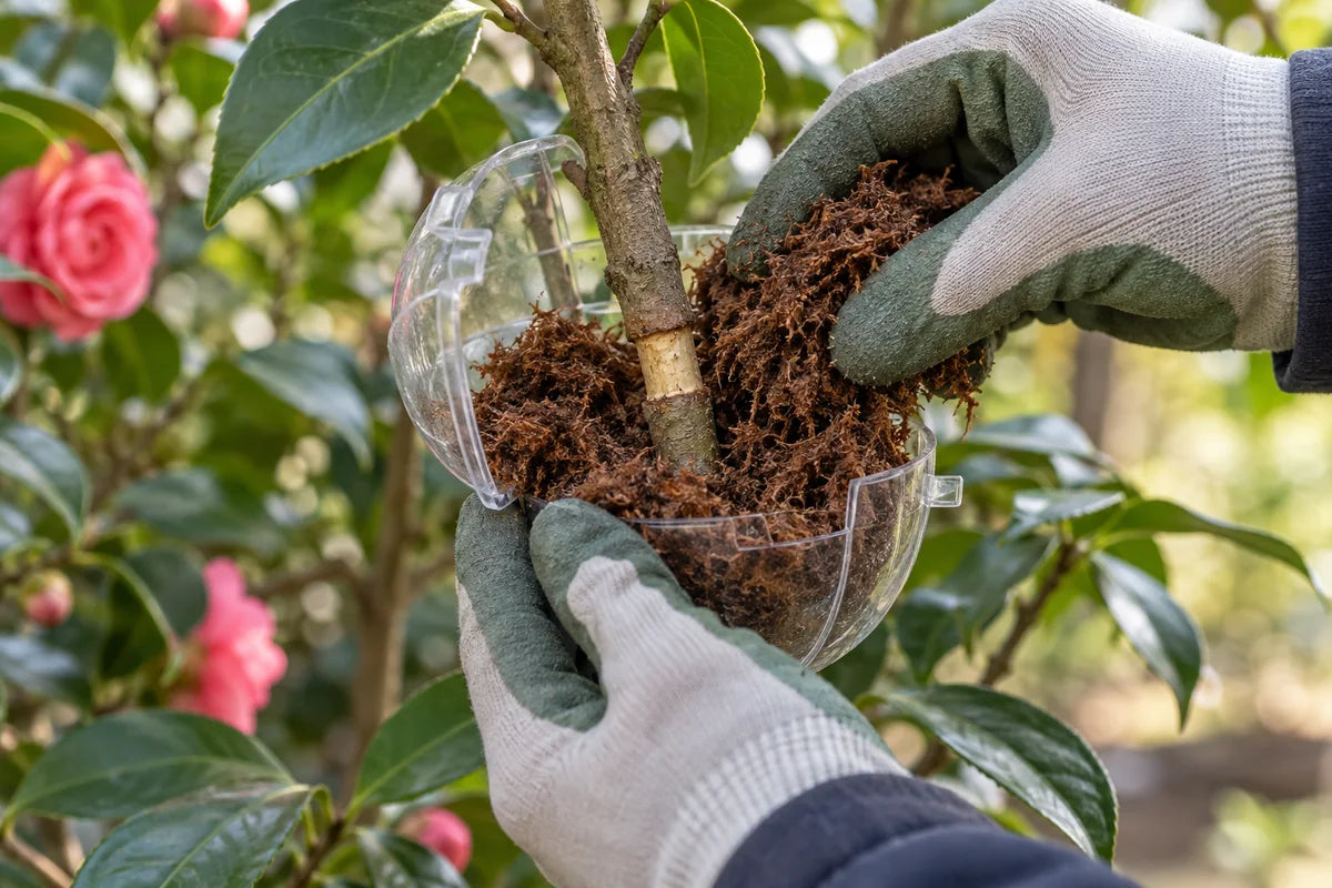 Illustrative use of damp fluffed coconut coir inside a clear propagation collar around a ring-wounded branch