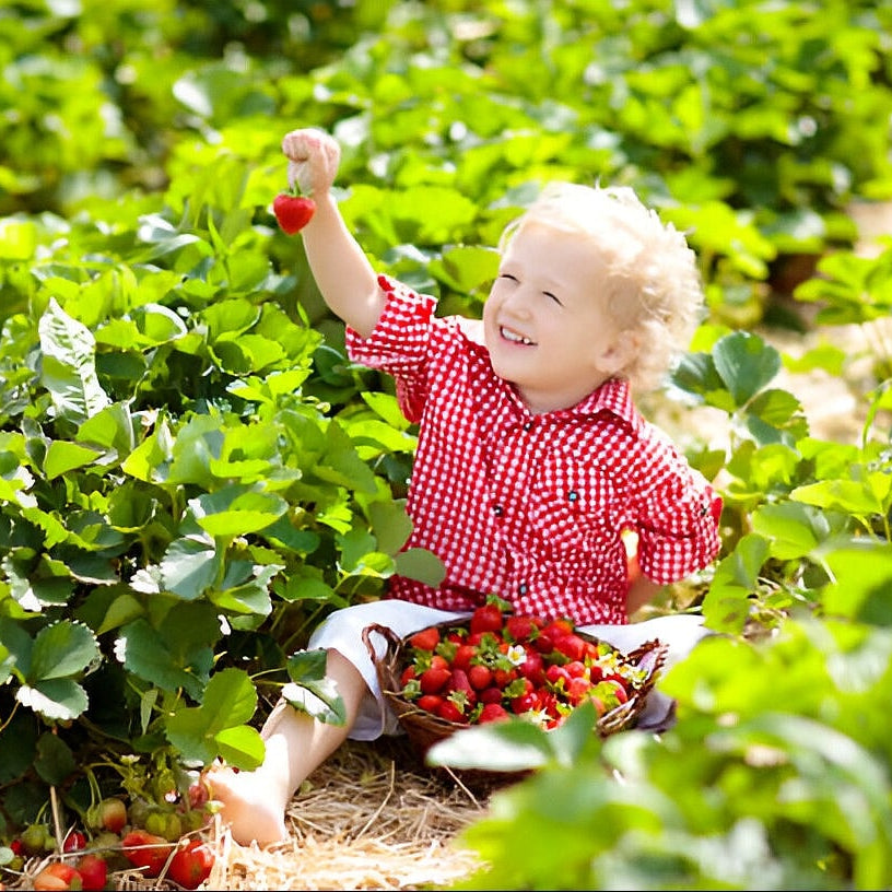 Royal Strawberry Seed  • Gardenizi