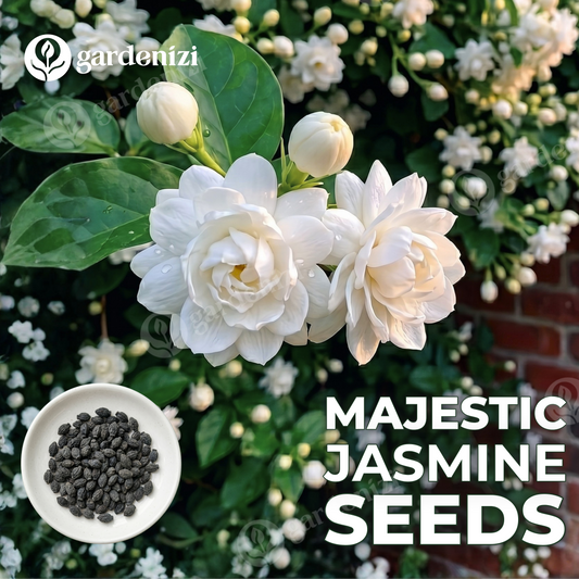 Majestic Jasmine Seeds • Gardenizi