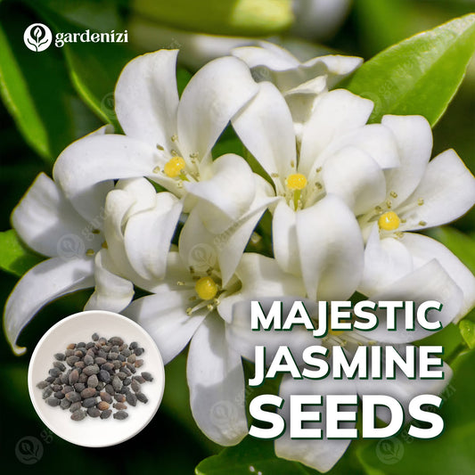 Majestic Jasmine Seeds