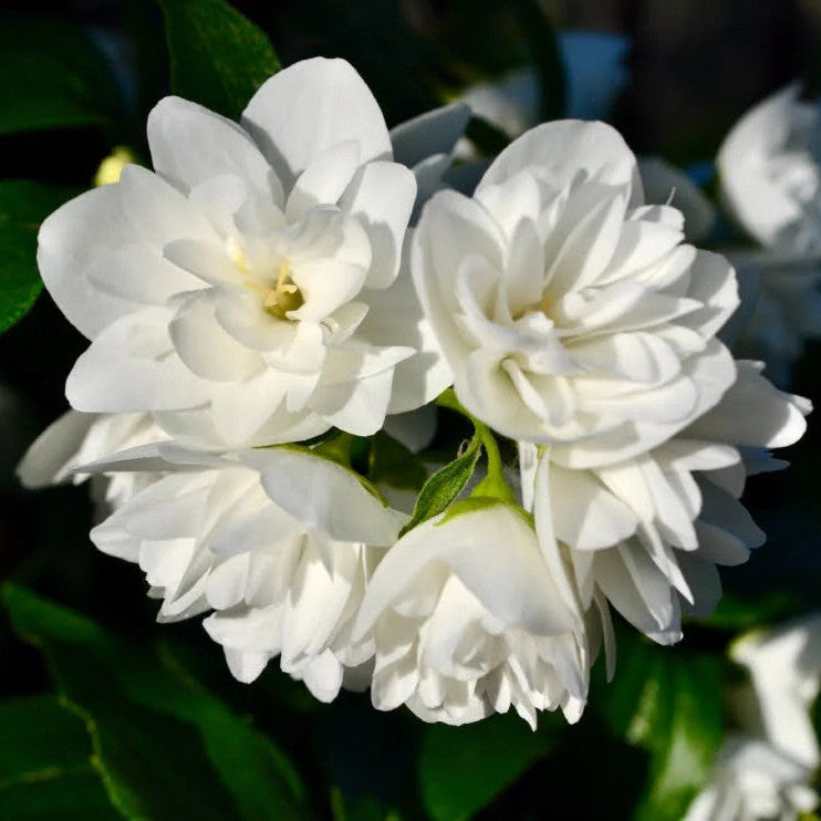 Majestic Jasmine Seeds