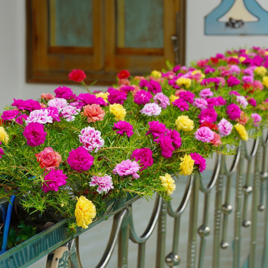 moss rose seeds Moss Rose Seeds (Mix) • Gardenizi