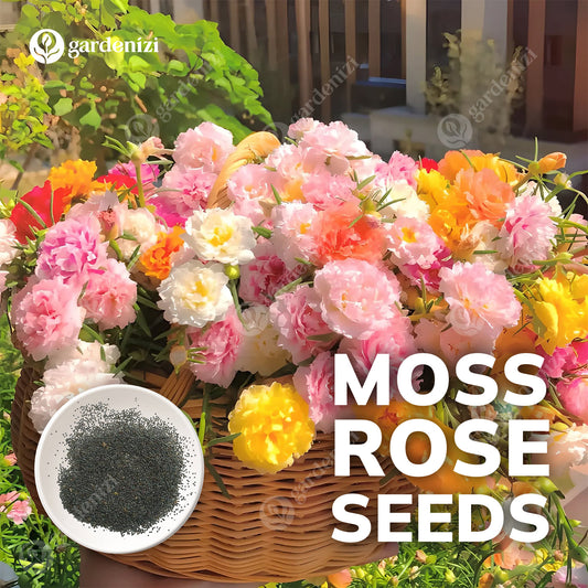 Moss Rose Seeds (Mix)