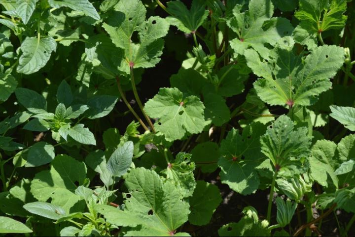 Okra Seeds