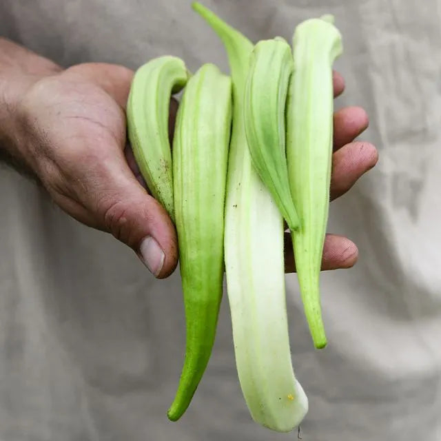 Okra Seeds