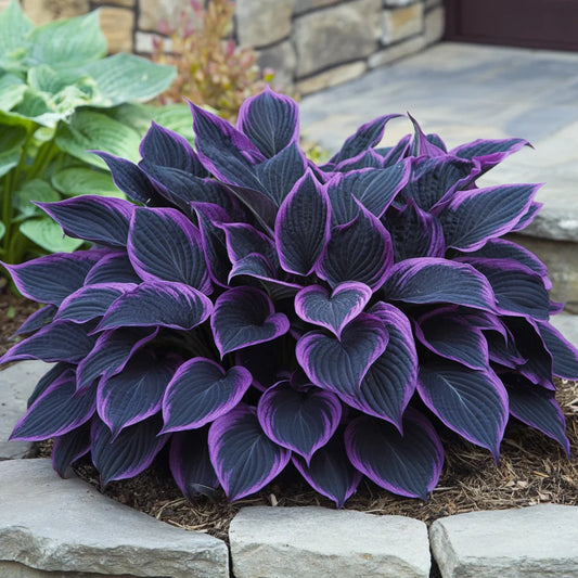 Rare Hosta Flower Seeds • Gardenizi